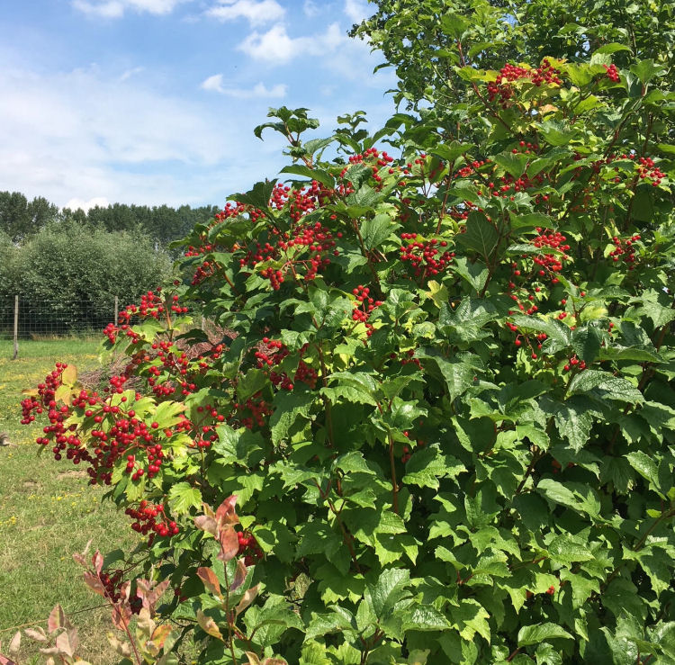 Kampeerplaatsen in het groen